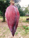 Red banana flower stem on tree Royalty Free Stock Photo