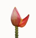 Red banana flower Royalty Free Stock Photo