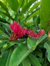 Red Banana Flowers species very contras color