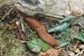 red banana slug close up crawling on moss and forest floor Royalty Free Stock Photo