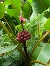 Red banana tree Big Island Hawaii Royalty Free Stock Photo