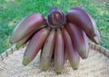 Red bananas fruit Royalty Free Stock Photo
