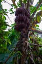 Spices plantation - red bananas from Zanzibar, Tanzania - February 2019