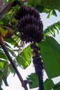 Spices plantation - red bananas from Zanzibar, Tanzania - February 2019