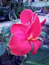 Red bananna flower Royalty Free Stock Photo