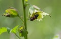 Red Banded Blister Beetle on Wild Okra Plant Royalty Free Stock Photo