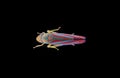 Red-Banded Leafhopper Royalty Free Stock Photo