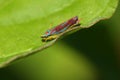 Red-banded Leafhopper Royalty Free Stock Photo