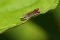 Red-banded Leafhopper