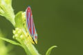 Red-banded leafhopper (Graphocephala Coccinea) on a leaf