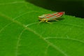 Red-banded Leafhopper - Graphocephala coccinea Royalty Free Stock Photo