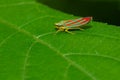 Red-banded Leafhopper - Graphocephala coccinea