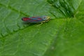 Red-banded Leafhopper - Graphocephala coccinea Royalty Free Stock Photo