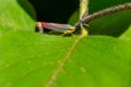 Red-banded Leafhopper - Graphocephala coccinea Royalty Free Stock Photo