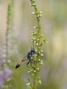 Red-banded sand wasp, Ammophila sabulosa Royalty Free Stock Photo