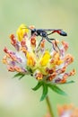 Red-banded sand wasp Ammophila sabulosa Royalty Free Stock Photo
