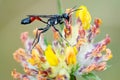 Red-banded sand wasp Ammophila sabulosa Royalty Free Stock Photo