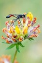 Red-banded sand wasp Ammophila sabulosa Royalty Free Stock Photo