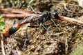 Red-banded sand wasp Ammophila sabulosa