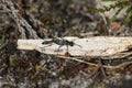 A Red Banded Sand Wasp,  Ammophila sabulosa, perching on a twig on the ground in heath land. Royalty Free Stock Photo