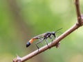 Red-banded sand wasp Ammophila sabulosa sitting on a twig Royalty Free Stock Photo