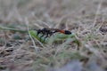 red-banded sand wasp with a green caterpillar