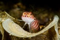 red banded shrimpgoby Royalty Free Stock Photo
