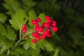 Red baneberry Royalty Free Stock Photo