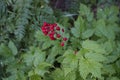 Red baneberry Royalty Free Stock Photo