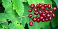 Red baneberry