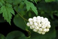 Red Baneberry  39275 Royalty Free Stock Photo