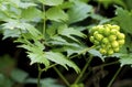 Red Baneberry  39270 Royalty Free Stock Photo