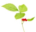 Red baneberry isolated on white