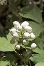 Red Baneberry in White Phase Royalty Free Stock Photo
