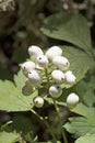Red Baneberry in White Phase