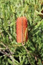 Red Banksia in flower in coastal New South Wales Australia Royalty Free Stock Photo