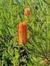 Red Banksia in flower in coastal New South Wales Australia Royalty Free Stock Photo