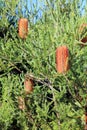 Red Banksia in flower in coastal New South Wales Australia Royalty Free Stock Photo