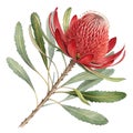 Red banksia flower on a white background Royalty Free Stock Photo