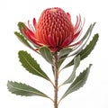Red banksia flower on a white background Royalty Free Stock Photo