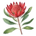 Red banksia flower on a white background Royalty Free Stock Photo