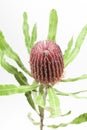 Red banksia flower Royalty Free Stock Photo