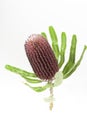 Red banksia flower Royalty Free Stock Photo