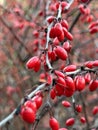 Red barberries on a branch of berberis in Tartu University Botanical Garden, Tartu maakond, Estonia, October 2022 Royalty Free Stock Photo