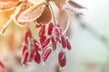 Red barberry berries Berberis vulgaris, Berberis thunbergii, Latin Berberis Coronita covered with hoarfrost on a frosty sunny wi