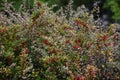 Red barberry berries on a bush with green orange yellow autumn leaves. Berberis thunbergii Royalty Free Stock Photo