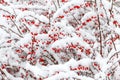 Red barberry berries under the snow during a snowfall Royalty Free Stock Photo