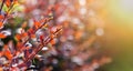 Red barberry bud