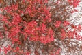 Red barberry bush berberis tunbergii.
