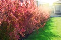 Red barberry bushes in a backyard. Berberis thunbergii atropurpurea